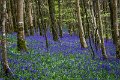 Bluebells and wild garlic in Rossmore Forest Park - May 2017 (13)